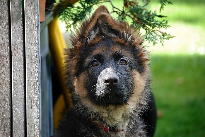 Милый щенок немецкой овчарки, фото фотография