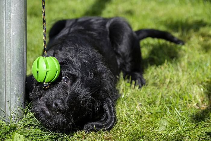 Черный щенок и мячик на веревочке, фото фотография