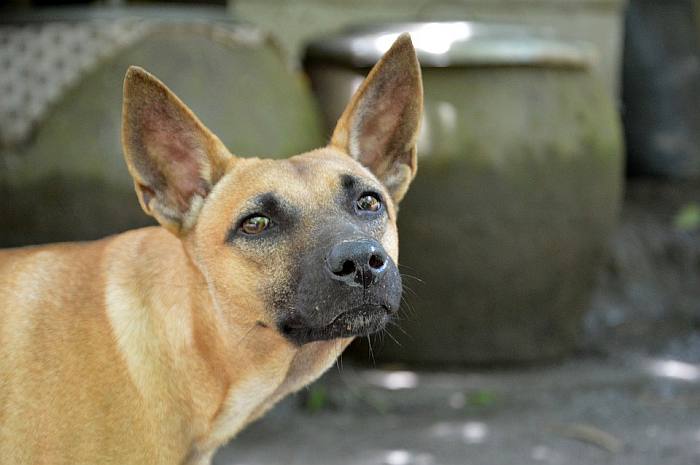 Смешная собака с большими ушами, фото фотография