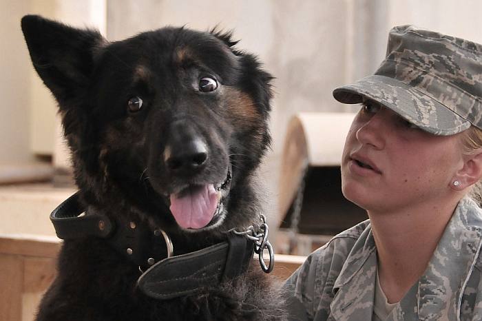 Женщина солдат и собака, фото фотография