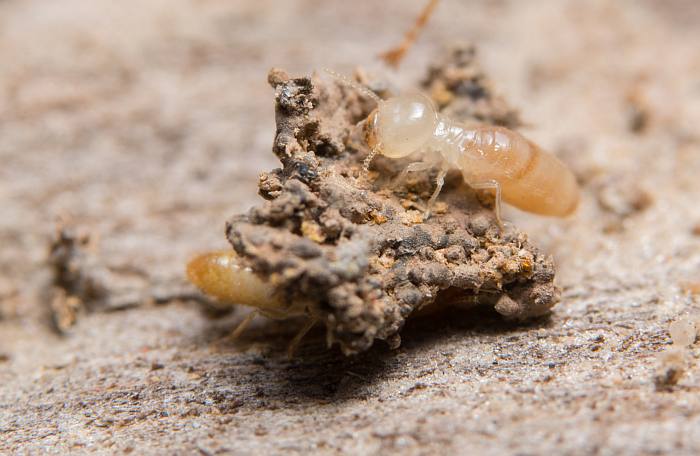 Термит, фото фотография насекомые