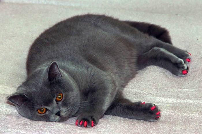Толстый кот в мягких коготках, фото фотография