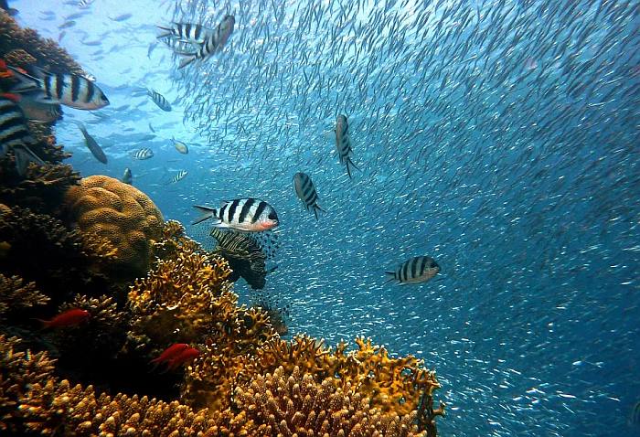 Коралловый риф рыбки, фото фотография