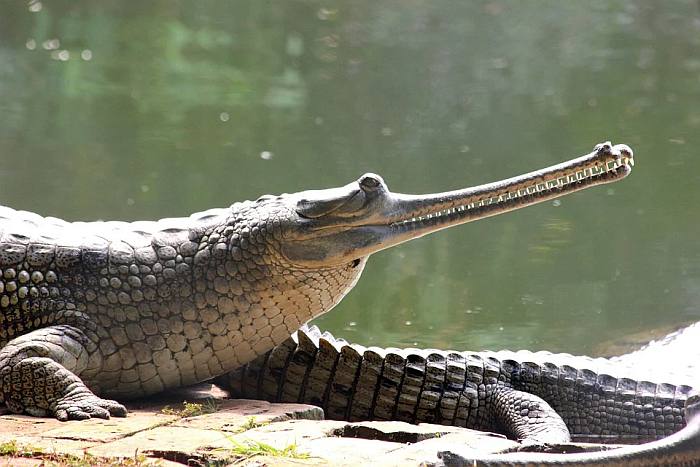 Индийский гавиал, фото фотография крокодилы