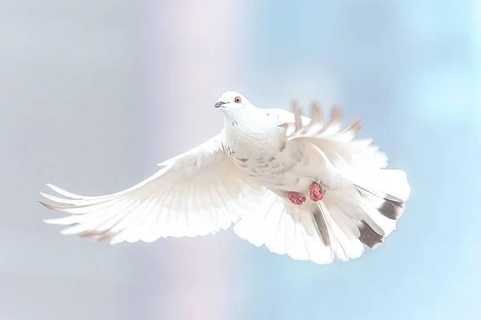 Белый голубь в полете, фото фотография птицы