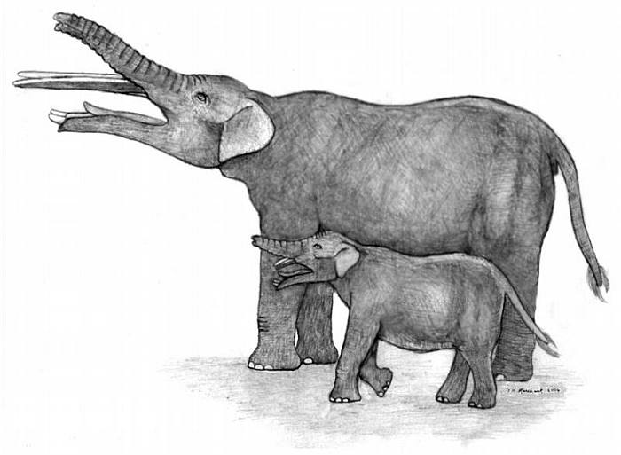 Реконструкция Eritreum melakeghebrekristosi, рисунок картинка слоны