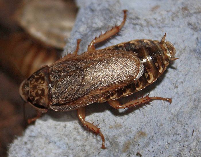 Мраморный таракан (Nauphoeta cinerea), фото фотография насекомые