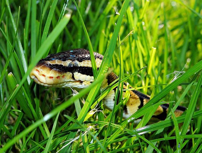 Питон в траве, фото фотография змеи