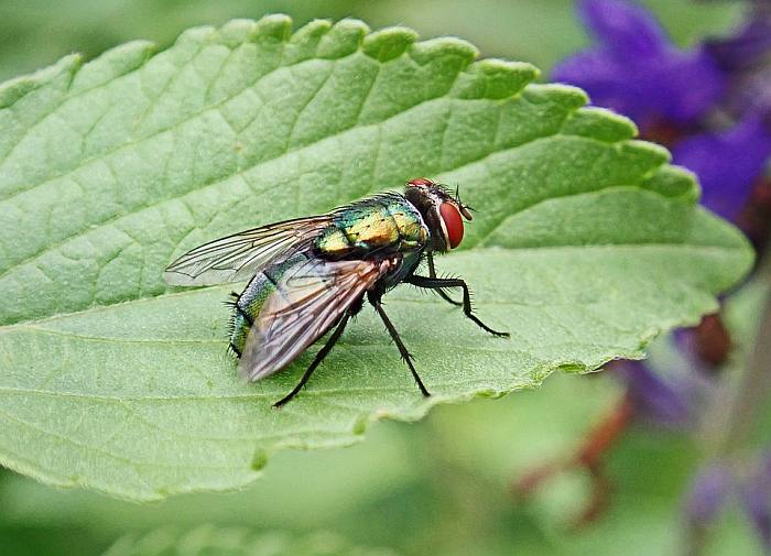 Зеленая падальная муха, фото фотография насекомые