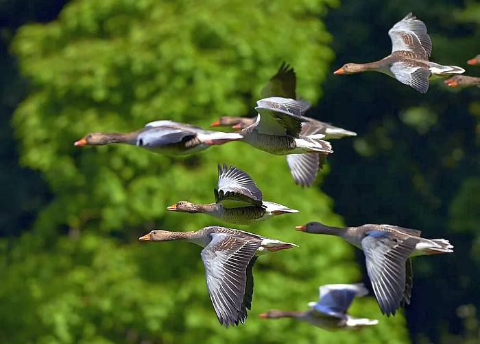 Стая серых гусей в полете, фото фотография птицы