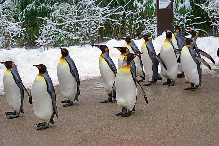Королевские пингвины (Aptenodytes patagonicus), фото фотография птицы