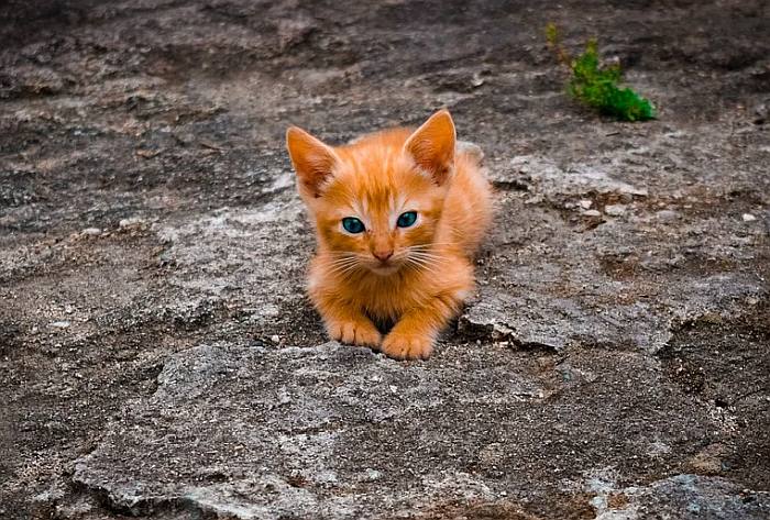 Одинокий рыжий бездомный котенок, фото фотография кошки