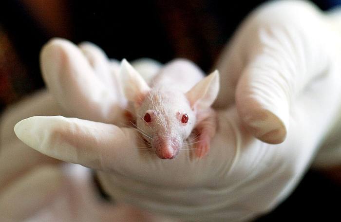 Белая лабораторная мышь в руках лаборанта, фото фотография грызуны