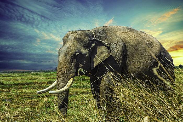 Африканский слон, фото фотография