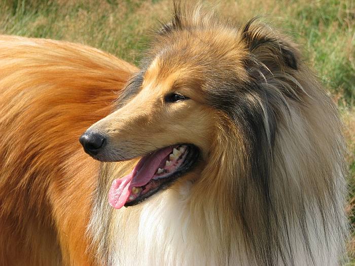 Колли, шотландская овчарка, фото фотография собаки