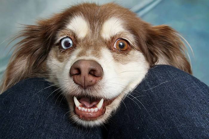Пес с необычными глазами, фото фотография собаки
