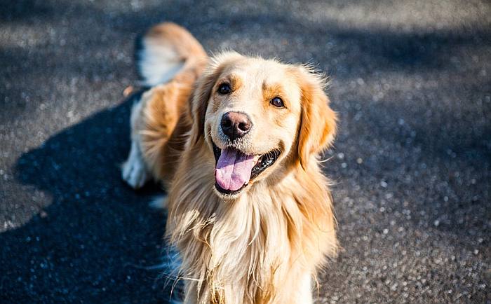 Золотистый ретривер, фото фотография собаки