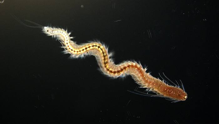 Морской червь Platynereis dumerilii, фото фотография 