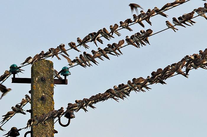 Ласточки сидят на проводах, фото фотография птицы