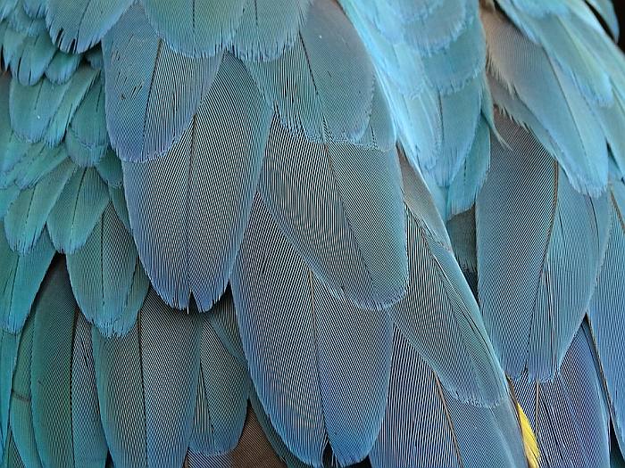 Птичьи перья, фото фотография птицы