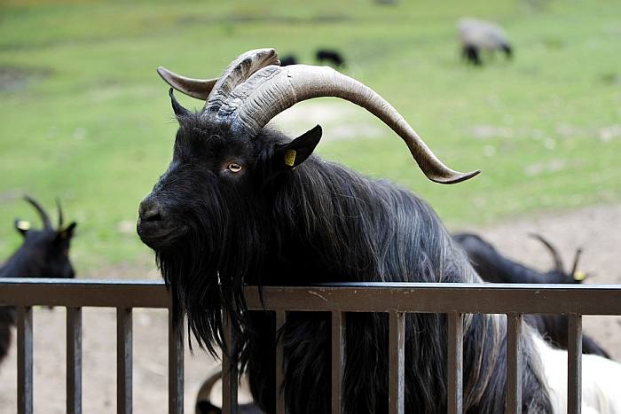 Черный козел, фото фотография домашний скот