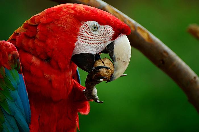 Красный ара, Ара макао (лат. Ara macao), фото фотография птицы