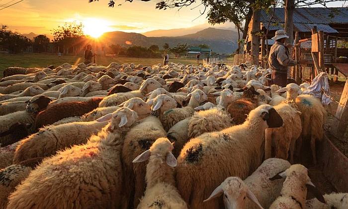 Овцы и бараны, фото фотография домашние животные