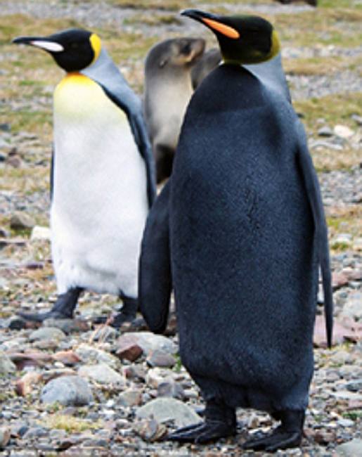 Черный пингвин, фото фотография птицы