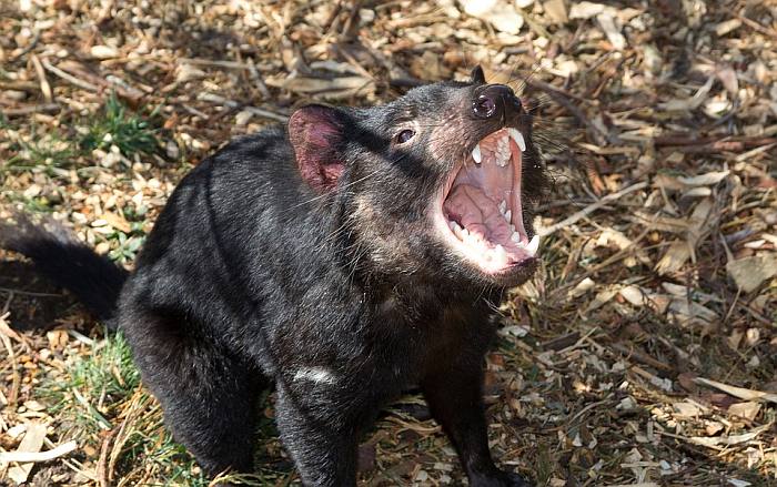 Тасманийский дьявол (Sarcophilus harrisii), фото фотография сумчатые