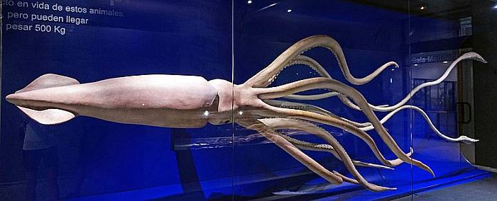 Реконструкция гигантского кальмара, фото фотография головоногие