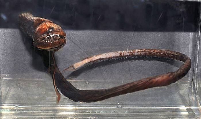 Идиакант, или «черная рыба-дракон» (Idiacanthus), фото фотография рыбы