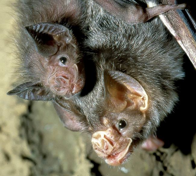 Летучие мыши вампиры (Desmodus), фото фотография летучие мыши