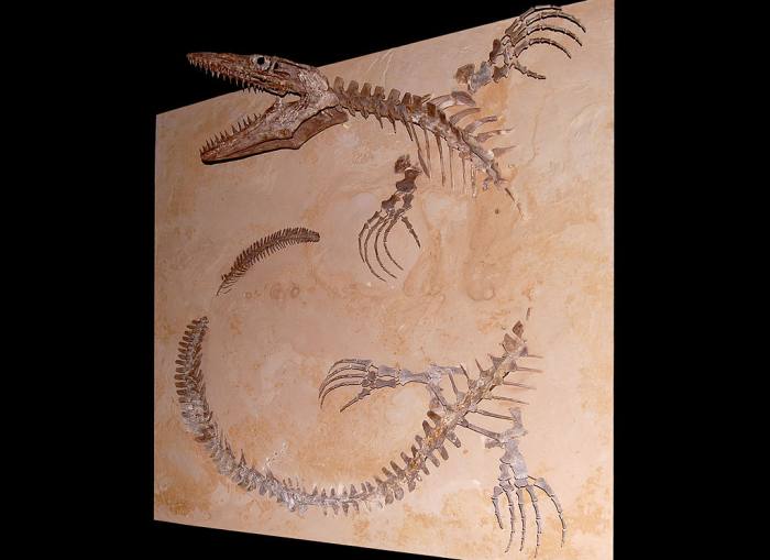 Скелет платекарпа (Platecarpus tympaniticus), фото фотография ископаемые животные