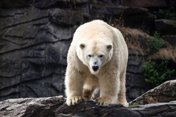 Белый (полярный) медведь, фото фотография хищники