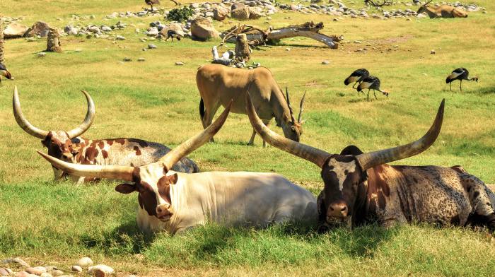 Коровы породы ватуси, фото фотография домашний скот
