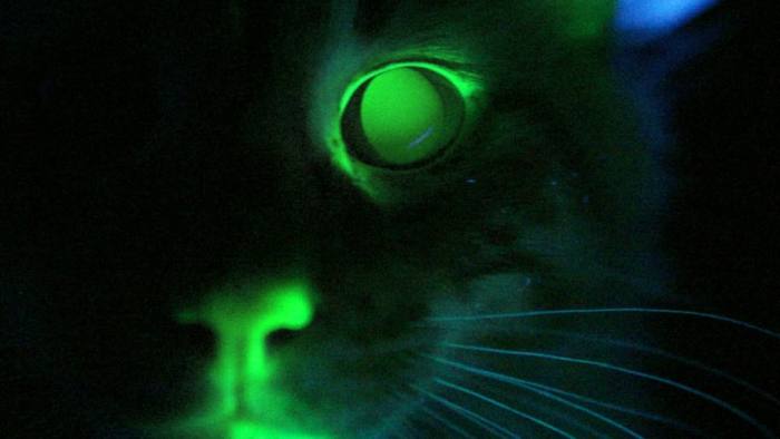 Светящийся в темноте кот кошка, фото фотография 