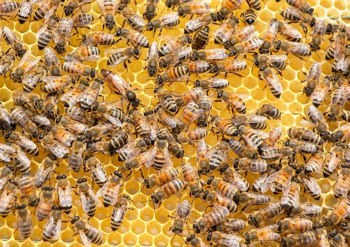 Пчелы, фото фотография насекомые