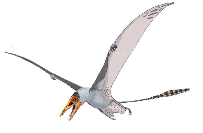 Птерозавр (реконструкция), рисунок картинка предки птиц