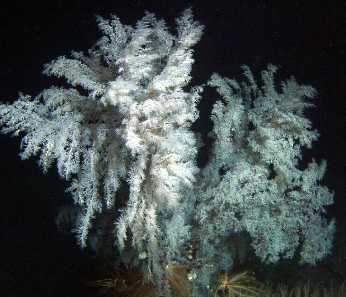 Черный коралл (Antipathes dendrochristos), фото фотография кораллы