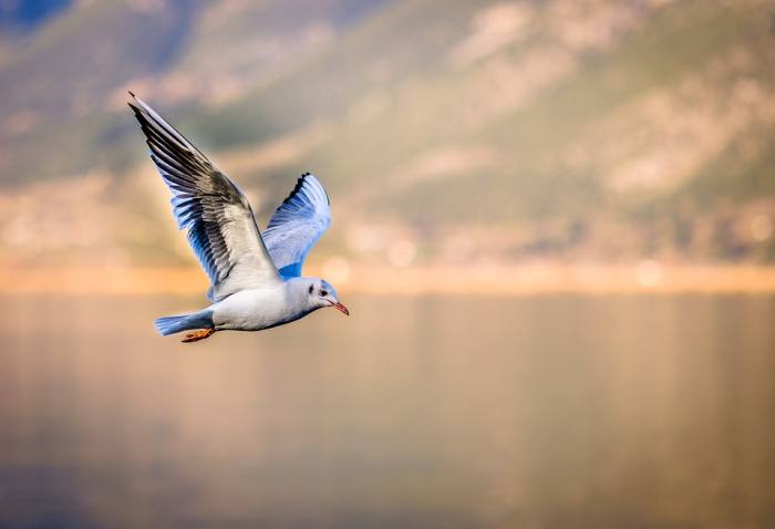 Летящая чайка, фото фотография птицы