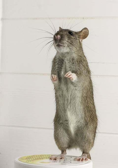 Серая крыса, фото фотография грызуны