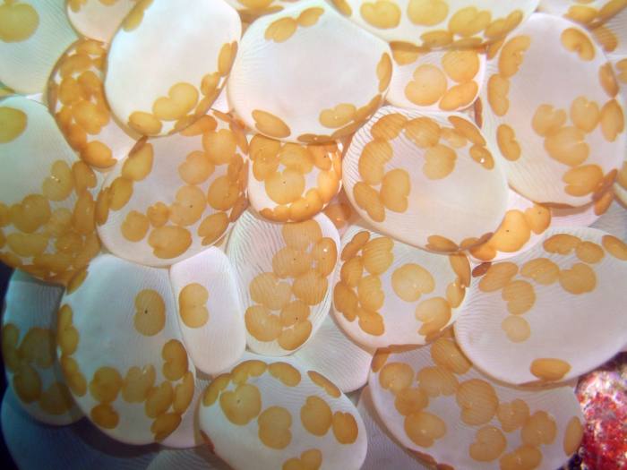 Морские черви (Waminoa sp.) в плерогиле, фото фотография 