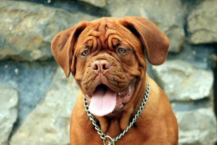 Бордоский дог, фото фотография собаки
