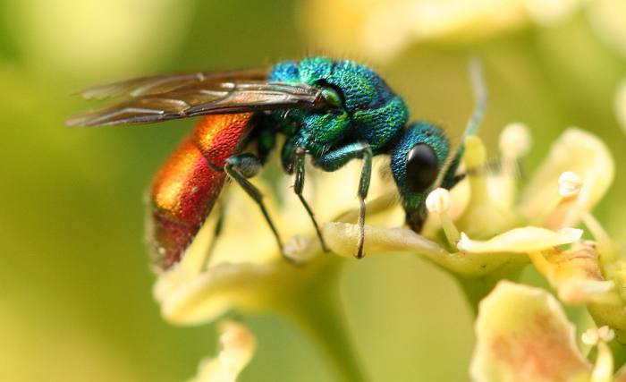 Оса (Ampulex compressa), фото фотография насекомые