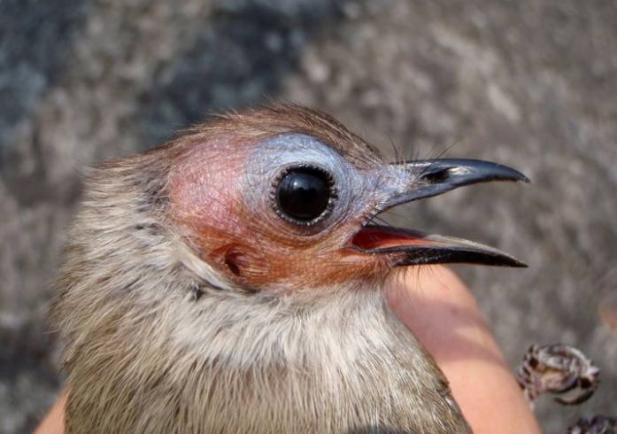 Лысый бюльбюль (Pycnonotus hualon), фото фотография птицы