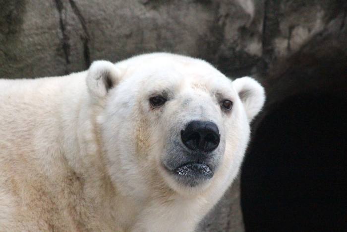 Белый медведь, фотография фото хищники