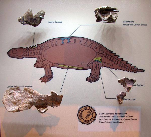 Черепаха Chinlechelys tenertesta, реконструкция, фото фотография рептилии
