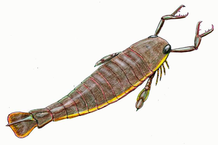 Скорпион Jaekelopterus rhenaniae, рисунок картинка реконструкция