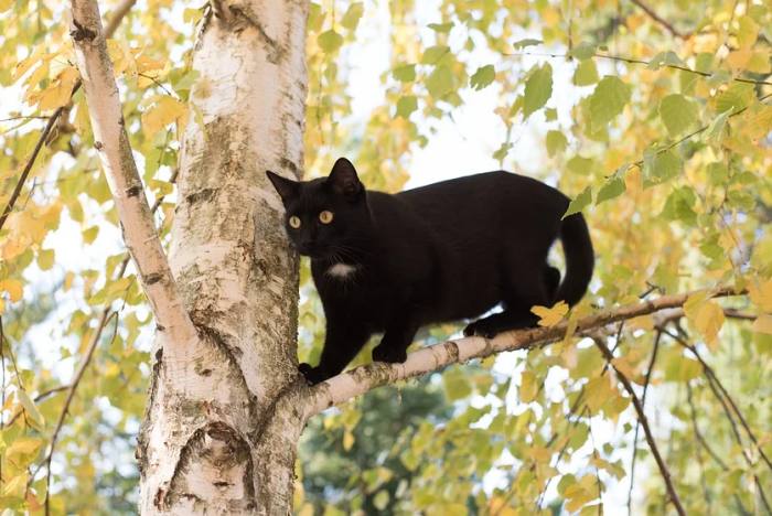 Черный кот на дереве, фото фотография кошки