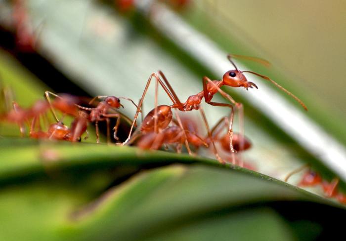 Красные муравьи, фото фотография насекомые